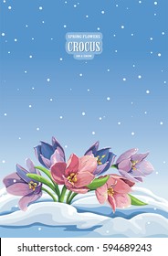 Spring blossoming flowers of Crocuses on a snow. Beautiful vector retro postcard. Watercolor floral template. Elegant arrangement illustration. Greeting easter, happy Mothers and Womens Day card