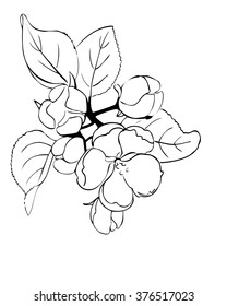 spring blossoms vector