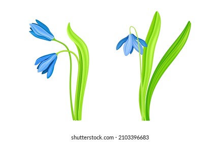 Spring blue snowdrops set. Beautiful fragile blooming flower, spring symbol vector illustration