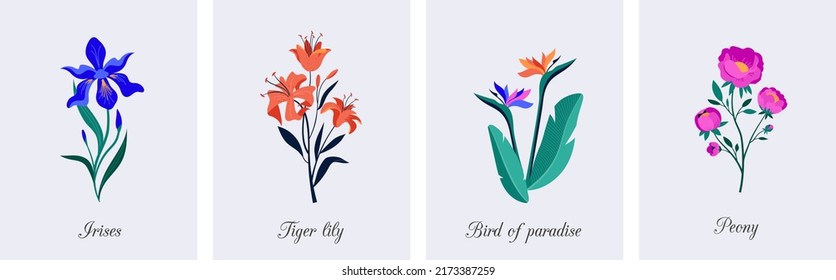 Ilustraciones de flores botánicas de primavera. Flores de jardín florecientes. Irises, peonía, pájaro del paraíso y lirios tigres. Ilustraciones planas coloridas