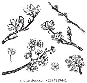 Spring botanical sketches set. Blooming tree branches of magnolia, sakura, willow, apricot. Vector illustrations isolated on white.