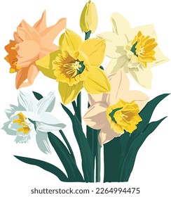 Spring bouquet of daffodils or narcissus, illustration in cheery pastels colors