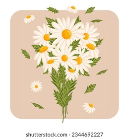 Spring bouquet of white chamomile or daisy flowers. Botanical vector illustration isolated for postcard, poster, ad, decor, fabric and other uses.