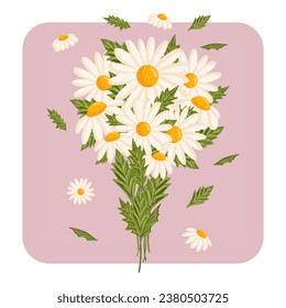 Spring bouquet of white chamomile or daisy flowers. Botanical vector illustration isolated for postcard, poster, ad, decor, fabric and other uses.