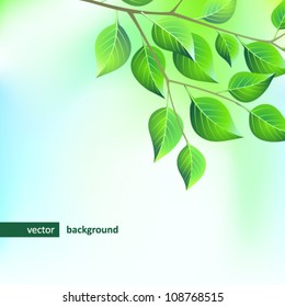 Spring branch
