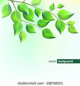 Spring branch