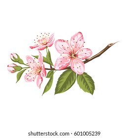 Rama de primavera de sakura floreciente aislado en fondo blanco.Ilustración vectorial.