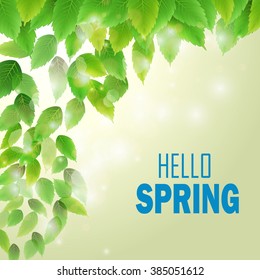 Spring branch with fresh green leaves.Vector