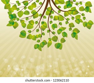spring branch with  green leaves