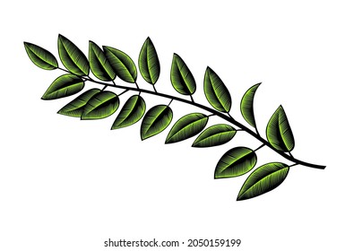 Spring branch with green leaves isolated on white background. Vintage engraving stylized drawing. Vector illustration.