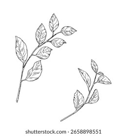 Una rama de resorte con hojas, un conjunto de siluetas, un dibujo de boceto simple. Ilustración vectorial. Las hojas agraciadas en una ramita están aisladas sobre un fondo blanco. Para una invitación de boda, tarjeta de felicitación.