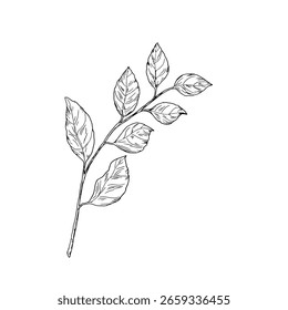 Rama de primavera con hojas, boceto de dibujo simple. Ilustración vectorial. Hojas agraciadas en una rama aislada sobre un fondo blanco. Para una invitación de boda, acción de gracias o tarjeta de felicitación.
