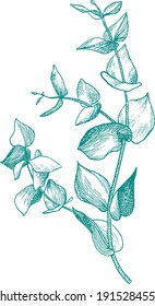 Spring branches with leaves drawn by hand. Exquisite botanical drawing. Realistic sketch. Ready-made design for fabric, printing, packaging.