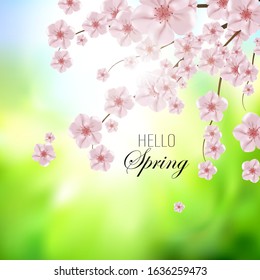 
Spring bright background of a branch with sakura flowers. Design element
