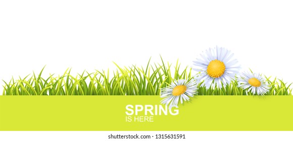 Spring Bright Border With Green 3d Photo Realistic Grass And Flowers. Spring Is Here Vector Illustration