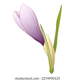 Spring bright pink crocus flower, gift for spring holidays, decor for wallpapers, cards, fabrics