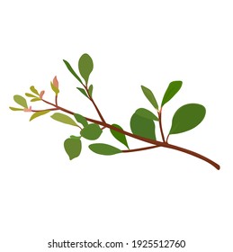 Spring buds and leaves on a tree branch vector stock illustration. Close-up of leaf sprouts and young shoots of a bush. Tropical greenery. . Isolated on a white background.