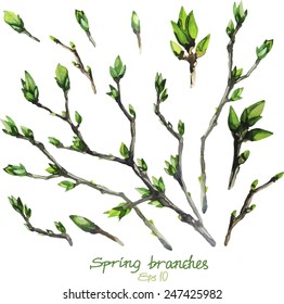 Spring buds on the branches.Watercolor vector set 
