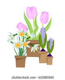 Spring bulbous flowers in pots, vector illustration