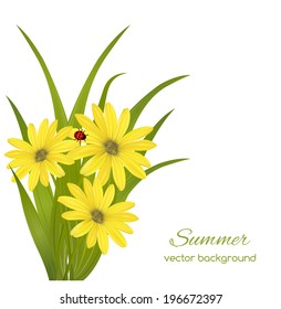 Spring card with grass and ladybug on white background