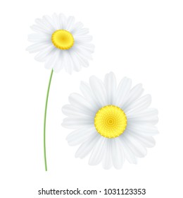 Spring chamomile flower isolated on white background. Graphic object for your design. Seasonal daisy flower. Hello spring. Vector illustration. EPS 10