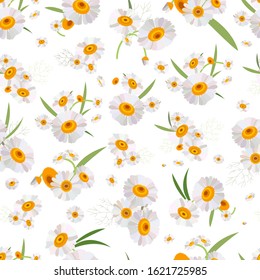 Spring chamomile flowers on a white background