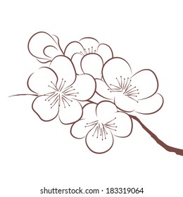 Spring cherry blossom