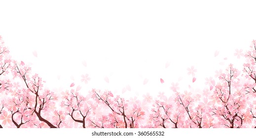 Spring cherry blossom background