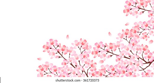 Spring cherry blossom background