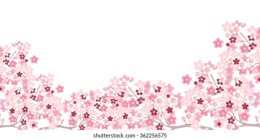 Spring cherry blossom background