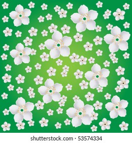 Spring cherry blossom background