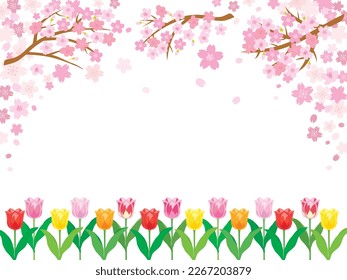 Spring cherry blossom background with tulip flowers. Vector illustration.