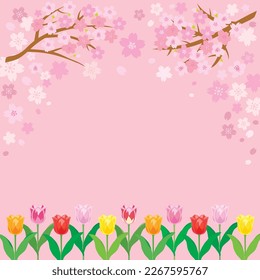 Frühlingskirschblütenhintergrund mit Tulpenblumen. Vektorgrafik.