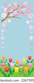 Spring cherry blossom background with tulip flowers. Vector illustration.
