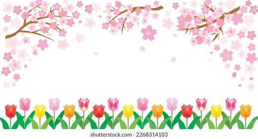 Spring cherry blossom background with tulip flowers. Vector illustration.