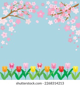 Spring cherry blossom background with tulip flowers. Vector illustration.