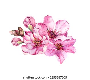 Flores de cerezo de primavera, flores de sakura rosa, ramo de manzana floral. Flor hermosa de acuarela vectorial