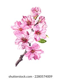 Spring cherry blossom flowering branch with pink flowers and leaves. Watercolor vector apple, almond bloom, flourish sakura plant. Beautiful design 