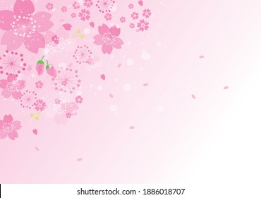 Spring cherry blossom petals on pink background
