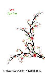 Spring cherry blossom tree isolated on white background