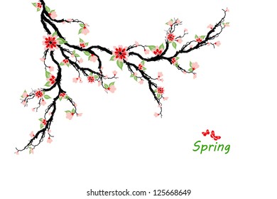 Spring cherry blossom tree isolated on white background