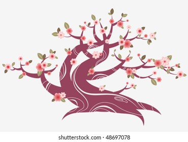 Spring cherry blossom tree isolated on white background