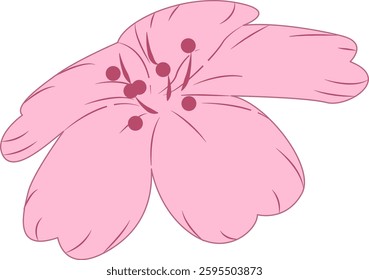 Spring cherry blossoms gently fragrant beauty