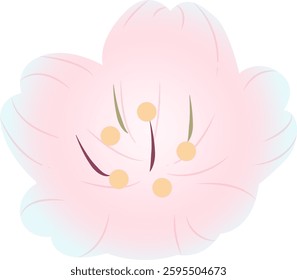 Spring cherry blossoms gently fragrant beauty