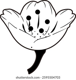 Spring cherry blossoms gently fragrant beauty