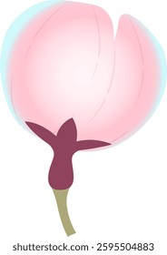 Spring cherry blossoms gently fragrant beauty