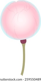 Spring cherry blossoms gently fragrant beauty