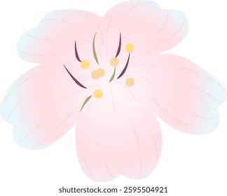 Spring cherry blossoms gently fragrant beauty