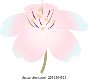 Spring cherry blossoms gently fragrant beauty