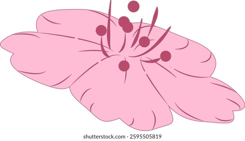 Spring cherry blossoms gently fragrant beauty